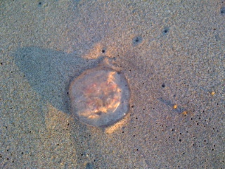Moon jellyfish in Palm Beach County