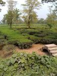 Tea Plantation, India