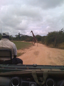 Giraffe crossing the road at Thornybush Reserve, South Africa