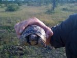 Tortoise at Sabi Sand Reserve, South Africa