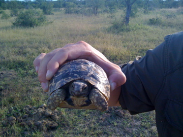 Tortoise at Sabi Sand Reserve, South Africa