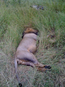 Male lion sleeping at &Beyond Dulini, South Africa