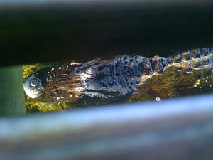 Alligator at Green Cay, Florida