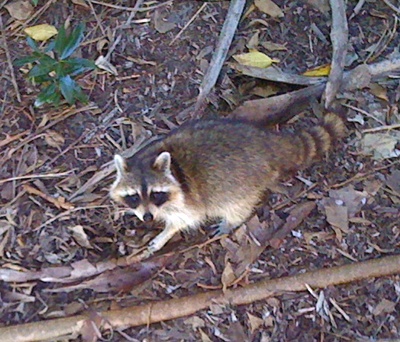 A raccoon at Green Cay, Palm Beach County