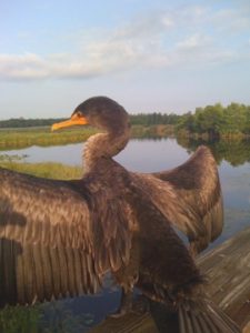 Cormorant