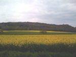Burgundy fields of rape seed oil