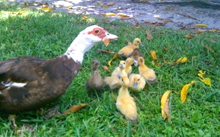 Mamma duck and ducklings