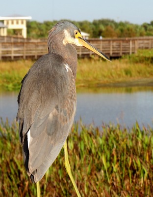 Great heron