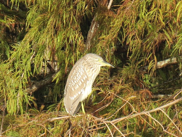 juvenile night heron