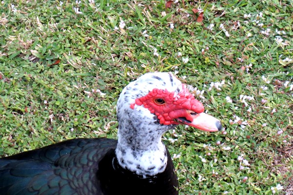 muscovy duck