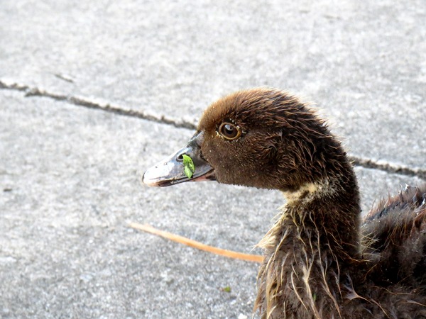 baby duck