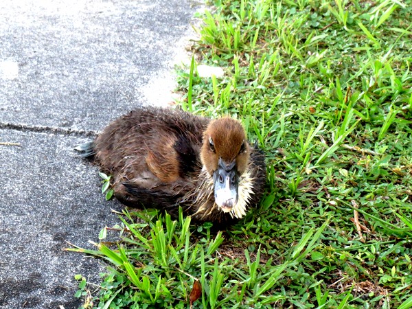 sitting duck