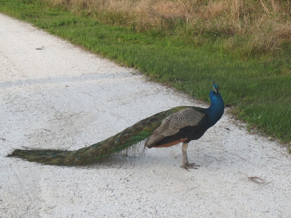 Peacock