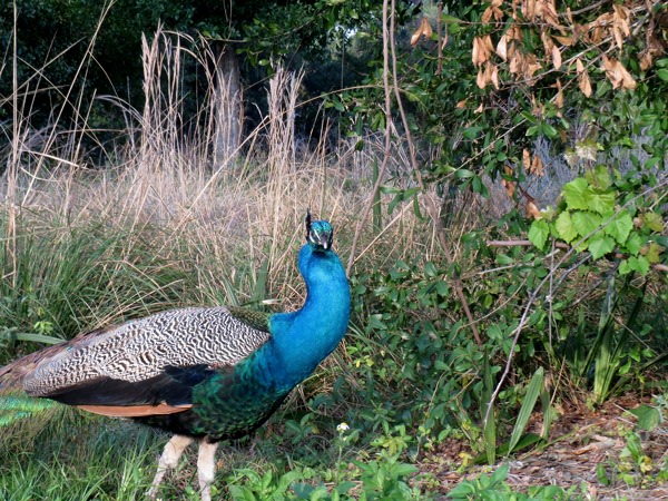 Peacock At Riverbend Park Florida Nature Enthusiast 0924
