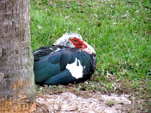 Male Muscovy sitting