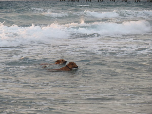 Dogs at the beach