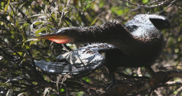 Anhinga