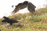 Two vultures at Loxahatchee