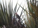 Woodpecker among palms