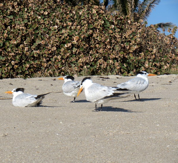 seagulls3