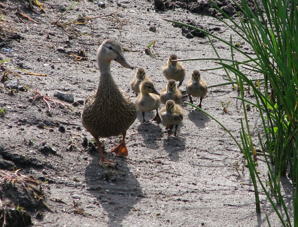 Mama and ducklings