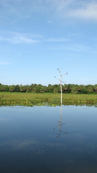 Tree in swamp