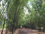 Loxahatchee bamboo path