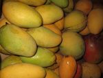 Florida mangoes