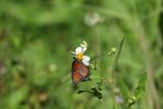 Loxahatchee butterfly