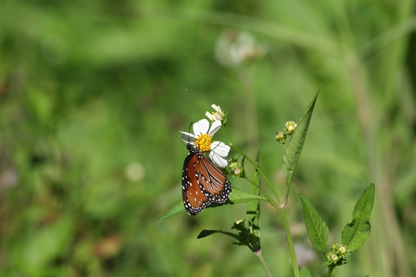 Loxahatchee butterfly