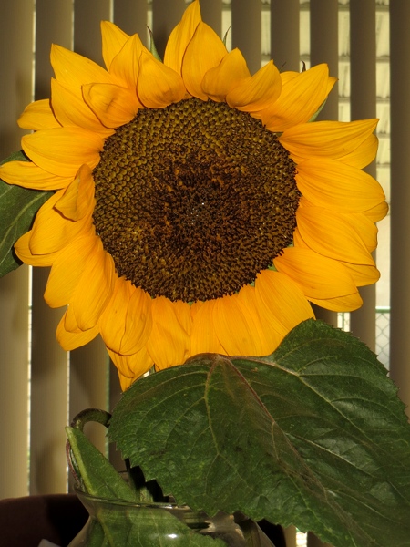 Florida sunflower