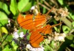 Butterfly Loxahatchee
