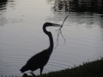 Great heron with a stick
