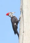 A pileated woodpecker