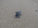 Leatherback baby turtle