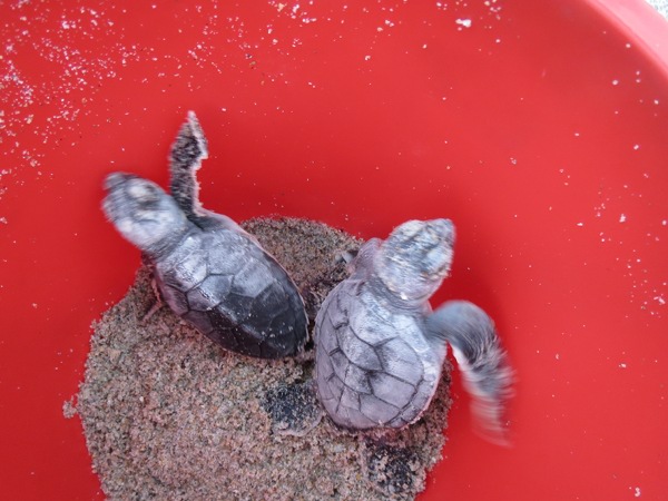 leatherbackbabies