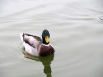 Duck on the Seine