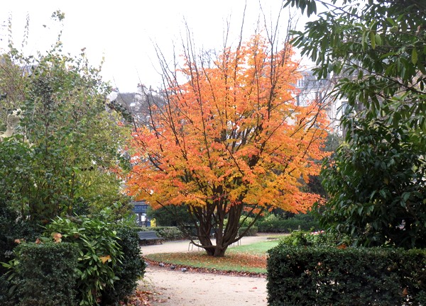 Tree in the Squar du Verte Galant