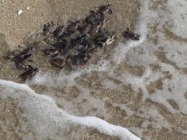 Baby turtles entering water