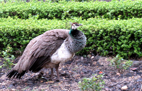 Franschhoek peacock