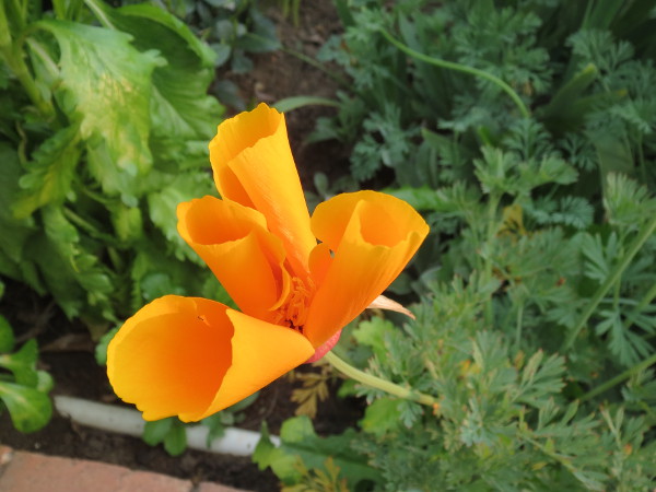 Orange flower Paarl